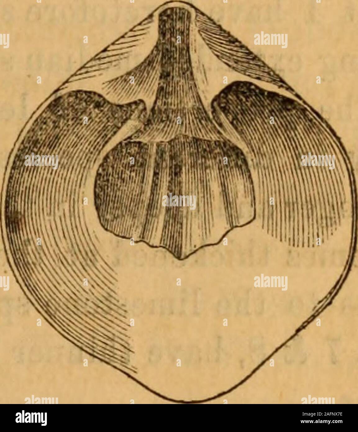. Annual report of the regents of the university of the state of New York on the condition of the State Cabinet of Natural History and the historical and antiquarian collection annexed thereto. Fig. 29.. Fio. 27. Meristella nasuta = Atrypa nasuta (Conrad) = Athyris clara (Billikgs)Dorsal view of a young individual. Fig. 28. An older individual. Fig. 29. Interior of the ventral valve. Fig. 30. Fig. 31. Fig. 32. Stock Photo