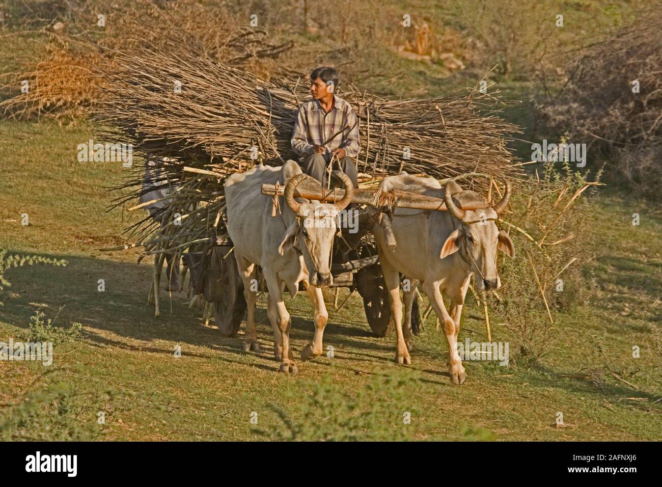 BOY DRIVING OXEN and cart loaded with branches for fuel. Near Jaisalmer, Thar Desert, Rajasthan, India. Stock Photo