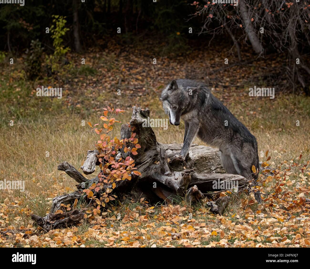 Wolf pack in fall colors Stock Photo