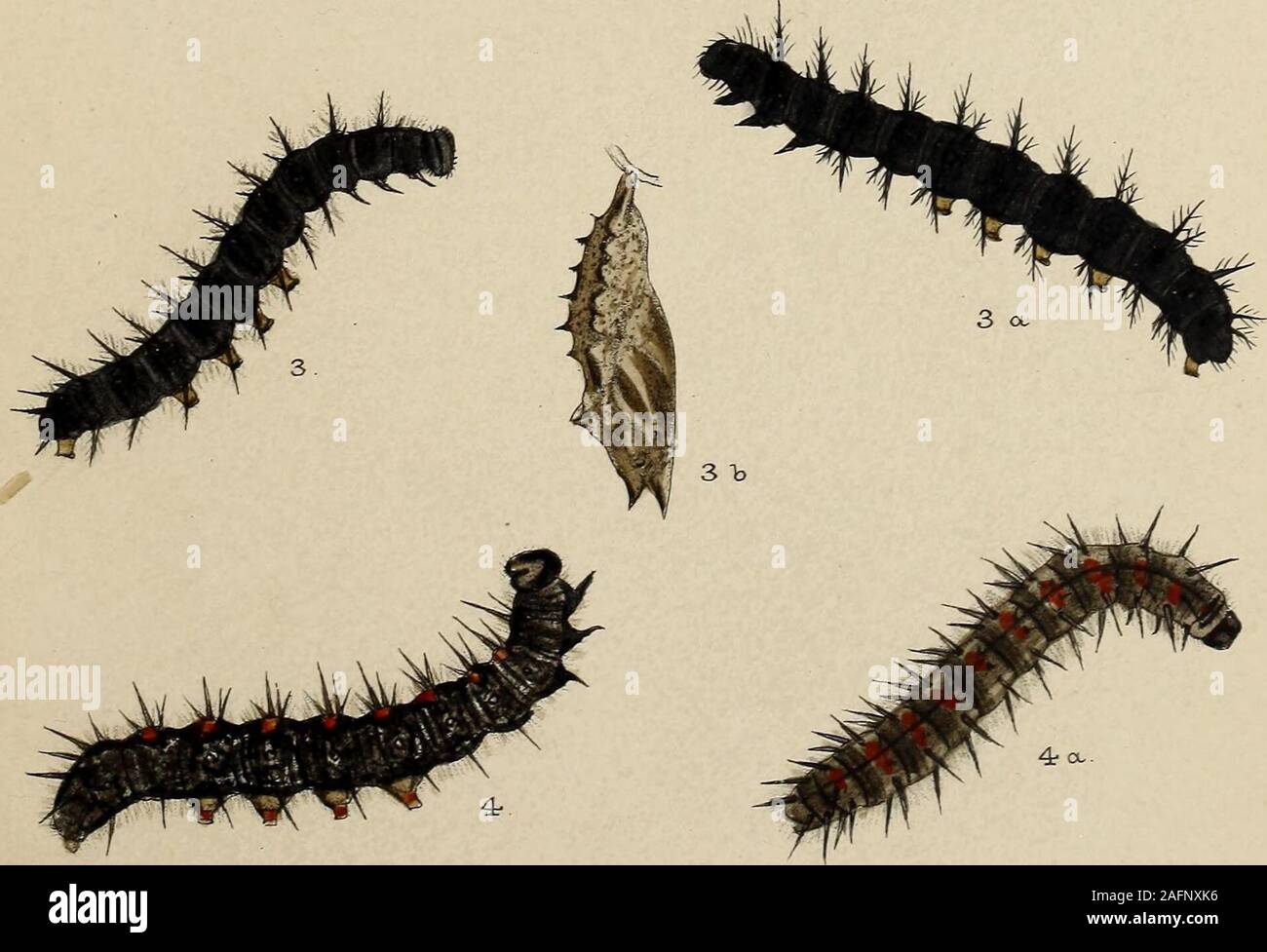 . The larvæ of the British butterflies and moths. T. C. Moore lith.. West ISTewniSua. &C° ixap- W.BUCKLER dUL. PLATE IX. Vanessa polychloros. 1 c, larva after third moult; 1, 1 a9 1 b, after fourthmoult; 1 d, pupa. See pp. 54, 55. Vanessa tjrtigm. 2, yellow variety of larva; 2 a, 2 b, other larvae, allnearly full grown; 2 c, pupa. See pp. 55—57 and p. 181. GrRAPTA O-ALBUM. 3, 3 a, 3 b, full-grown larva; 3 c, pupa. See pp. 57, 58, and pp. 182—184 Plate IX. Stock Photo