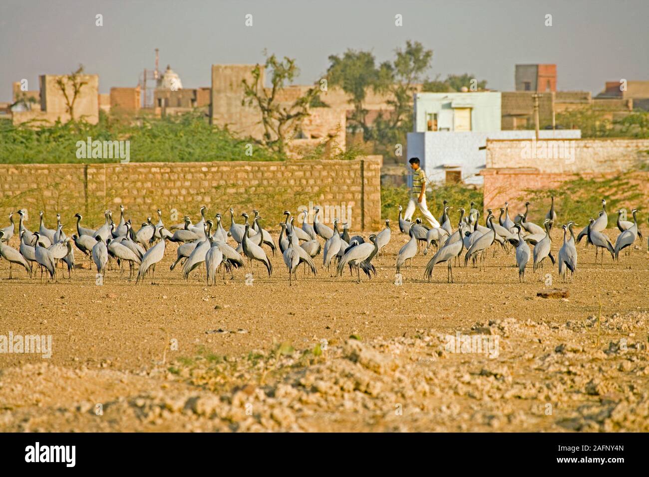 DEMOISELLE CRANES Anthropoides virgo Overwintering birds encouraged and supportrd by villagers who feed them. Khichan, Rajasthan, India.  February. Stock Photo