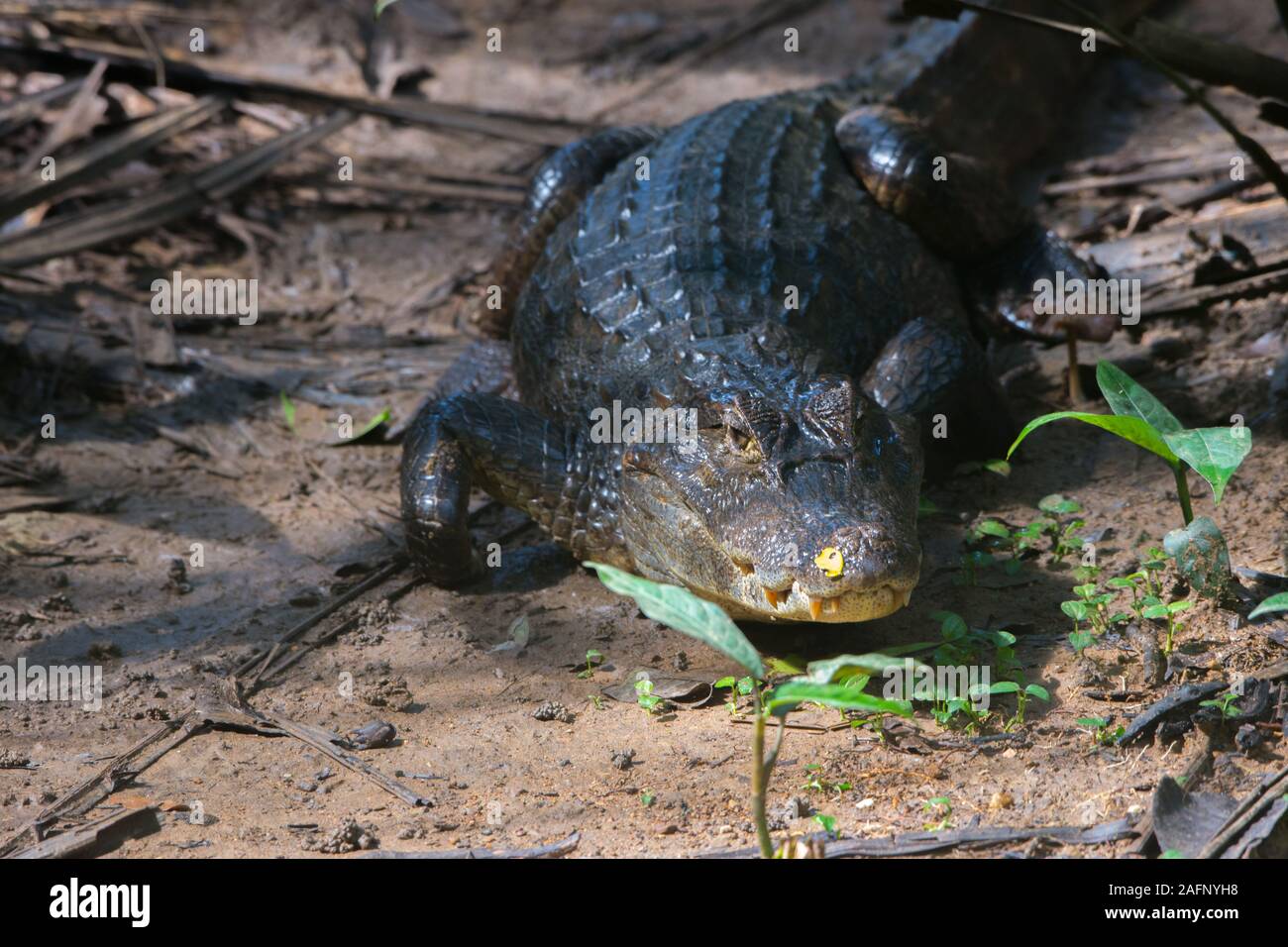 American Crocodile (Crocodylus acutus) in Pipeline Road, Gamboa, Panama Stock Photo