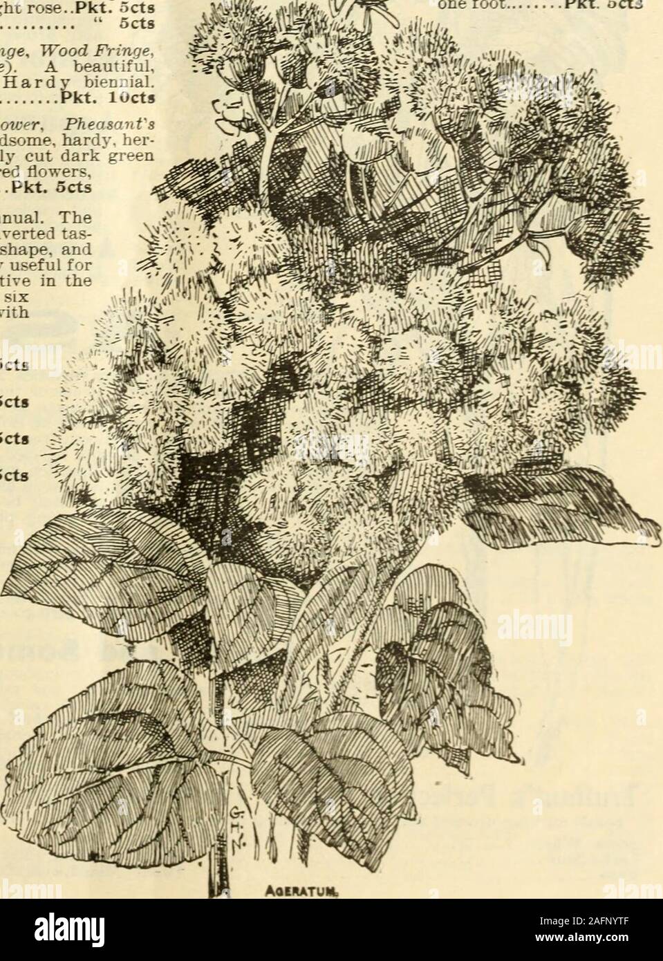 . Seed annual 1903. AQERATl1 crimson; perennial... .Pkt. 5ctsrose, white center; AOROSTIS NEBllOSA (Ornament-al Grass).An ornamental grass in which the smallseeds are so gracefully poised in large,open clusters as to have the effect of acloud, and when dried can be effectivelyused in dried bouquets. Grows easily inany common garden soil. Hardv anniaal;about one and a half feet high. .Pkt. 5ctg 5ct8 5ct8 5cts 68 D. M. FERRY & CO., DETROIT, MICH Stock Photo