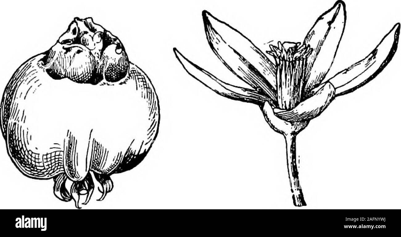 . Lessons with plants. Suggestions for seeing and interpreting some of the common forms of vegetation. Fig. 310.The mark showing the interposition of axile locules. 302 LESSOIf^S WITH PLATfTS keeping the smoothest and saving seeds from them.The two forms are shown in Fig. 309. 362. With this elimination of the angled typeof berry came the multiplication of the number ofcarpels and a relative diminutionin their size. Some of these newcarpels, not finding place near the. Stock Photo