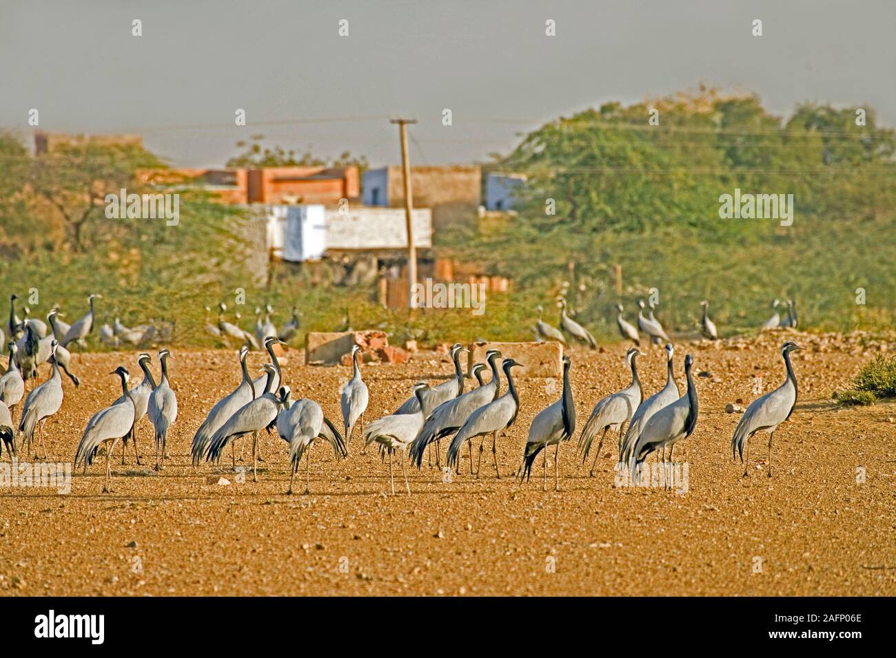 DEMOISELLE CRANES (Anthropoides virgo). Overwintering birds encouraged by villagers who provide food, feed them. Here awaiting food delivery. Khichan, Stock Photo