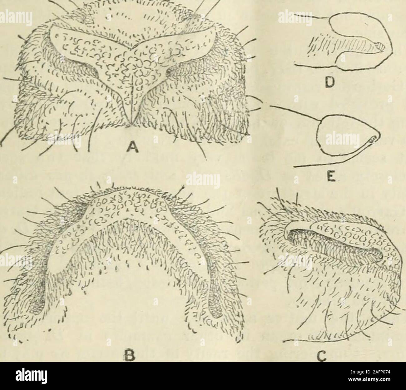 The annals and magazine of natural history : zoology, botany, and geology.  much reduced, butis broad between the narrowed inner ends of the  nostrils;beneath the septum it is continued down the