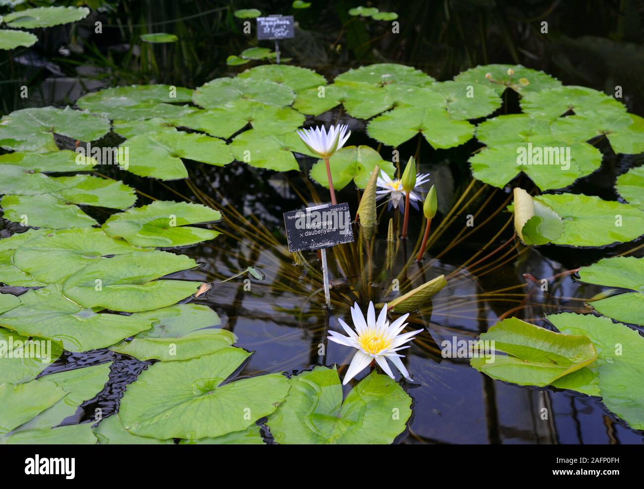 Flower buds and new leaves emerge from the centre of a Nymphaea x daubenyana waterlily at Oxford botanic garden, Oxford, UK Stock Photo