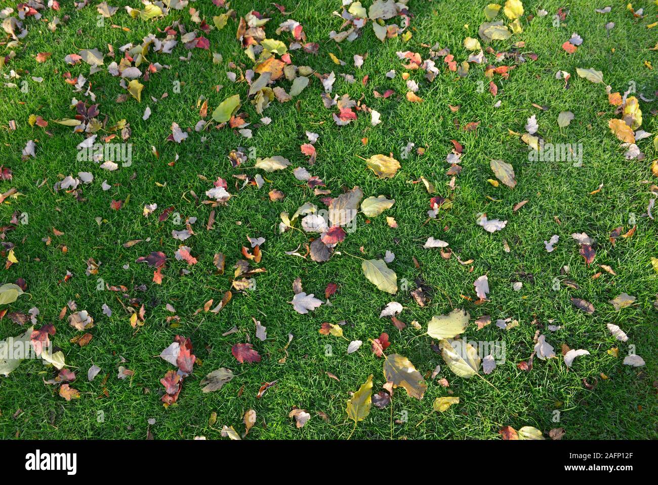 Leaves on the lawn in late autumn at the botanic garden in Oxford, UK Stock Photo
