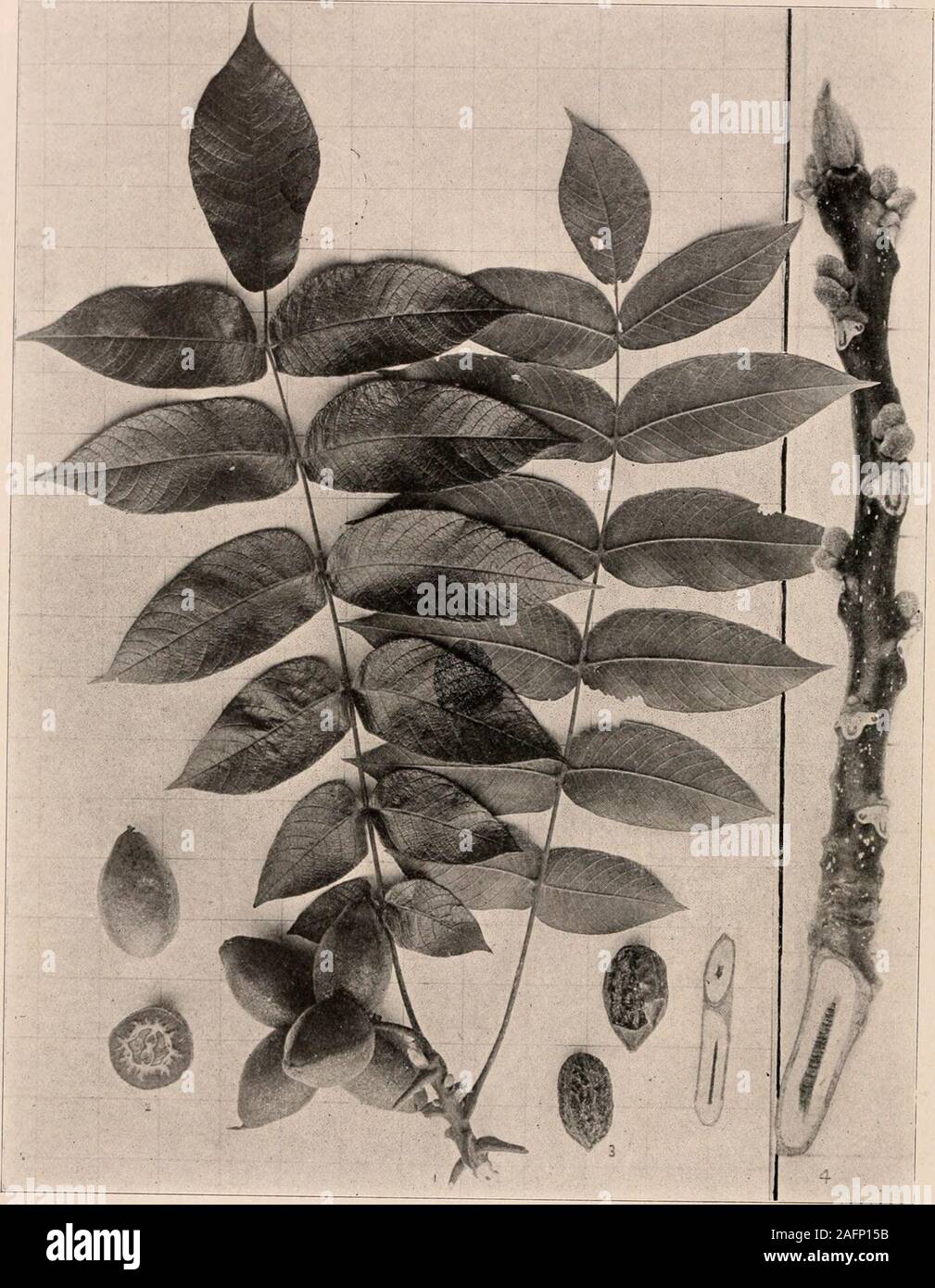 . Handbook of the trees of the northern states and Canada east of the Rocky mountains. Photo-descriptive. BUTTERNUT. WHITE WALNUT. OIL-NUT. Juglans cinerea L.. Fig 59. Branchlet bearing leaves and cluster of fruit, i; fruit in cross-section, 2; dried nutswith epicarp removed, 3 ; branchlet in winter, 4. 60. Isolated trunk in Blaci&lt; River valley, Lewis Co., N. Y. Handbook of Tkeks of II K X ORTIIKKX Caxada. 51 Tlie Butternut when growing in the openrarely attains a greater height than tiO or 70ft., its short truni&lt; sometimes ;j or 4 ft. indiameter soon dividing into a few largebranches, w Stock Photo