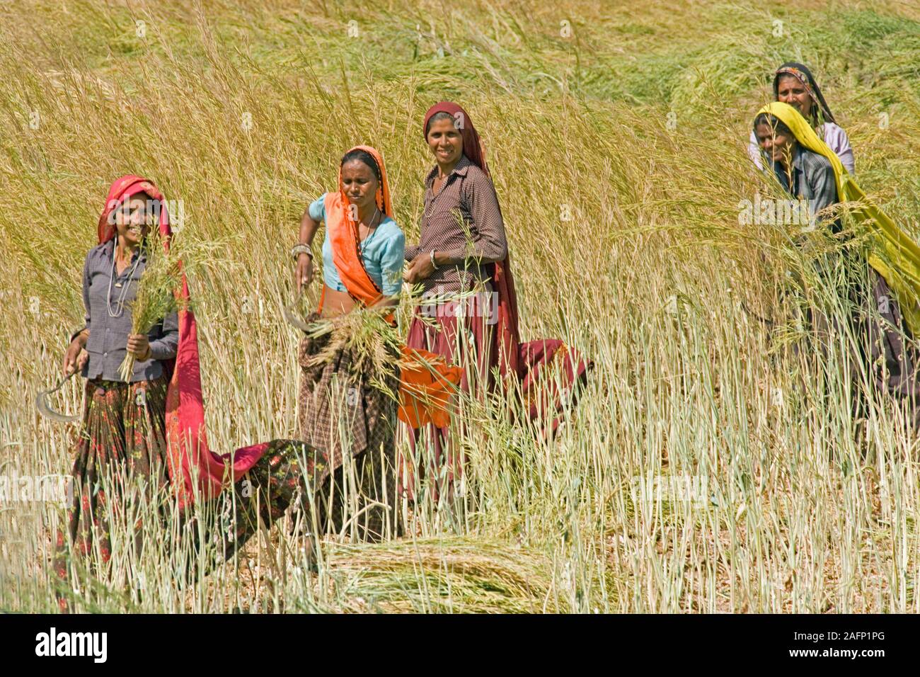 CEREAL HARVESTING Women field workers harvesting cereal crop using