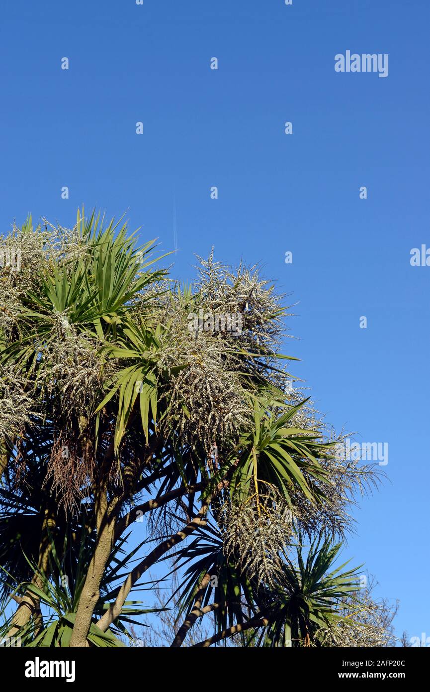 Prolific fruits of a large giant Yucca gigantea palm tree, also known as Y. elephantipes, seen in Paignton, Torbay, Devon, UK Stock Photo