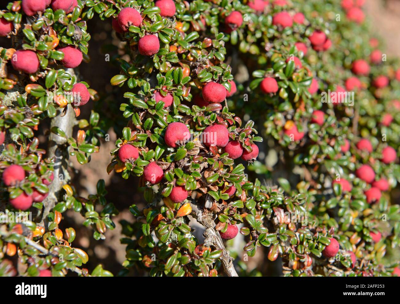 Red berries on a small Cotoneaster shrub by a path on a cliff above Goodrington Sands in Paignton, Devon, UK Stock Photo