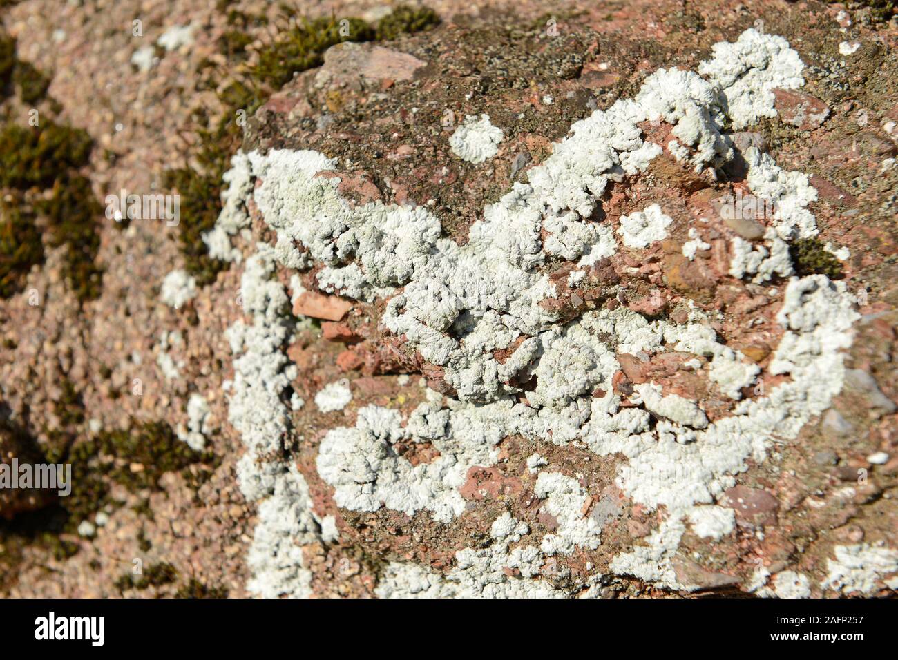 Lichen grows on a sandstone wall at Goodrington Sands, south of Paignton, Devon, UK Stock Photo