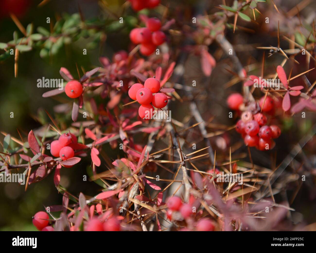 Red berries on a small thorny shrub by a path on a cliff above Goodrington Sands in Paignton, Devon, UK Stock Photo