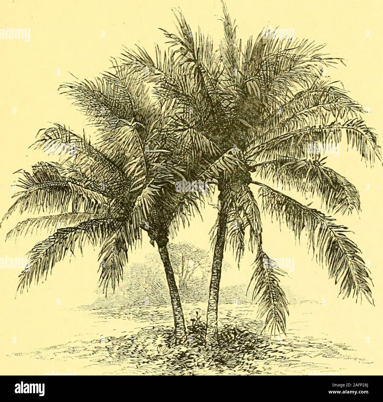 . The boy travellers in Australasia : adventures of two youths in a journey to the Sandwich, Marquesas, Society, Samoan and Feejee islands, and through the colonies of New Zealand, New South Wales, Queensland, Victoria, Tasmania, and South Australia. d he theninvented a pump by which air could be forced. His boat took fifteen weeks for its construction. Its sails were ofnative matting, the cordage was of the bark of the hibiscus, the oakumfor calking the seams was made from banana stumps and cocoanut MURDER OF THE MISSIONARY REV. JOHN WILLIAMS. Ill husks, and the sheaves were of iron-wood. To Stock Photo