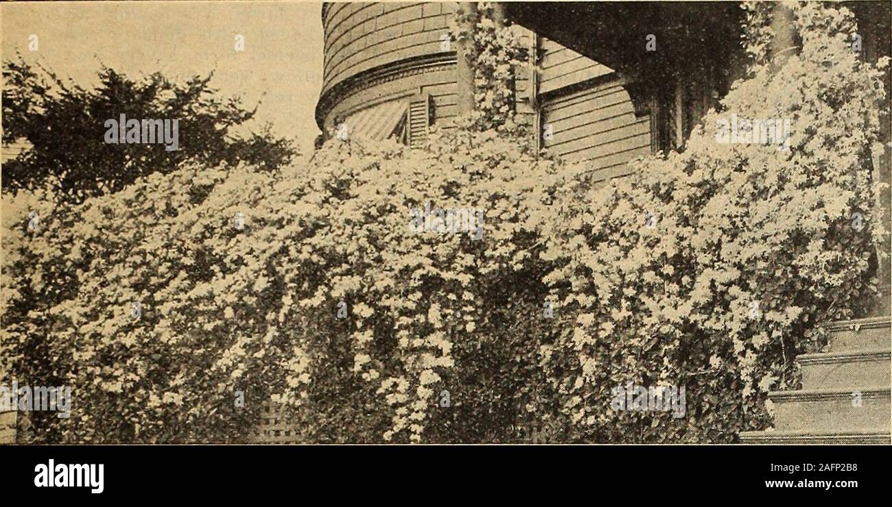 . Currie's farm and garden annual : spring 1916. WEIGELA ROSEA. Extra Large Bushy Plants of all of the Above Shrubs, each, except where noted, 50 cents; per do*. $5.00. LIST OF HARDY CLIMBING VINES FOR 1916. 87 HARDY CLIMBING PLANTS.. CLEMATIS PANICTTLATA. BIGNONIA. TECOMA—Trumpet Vine. B. Radio n ns—The well-known and very popularScarlet Trumpet Flower.An excellent vine withlong, handsome, dark-green foliage. The flowersare bright orange andscarlet, and are borne ingreat showy clusters inwonderful profusion allsummer. Each 30c; perdoz $3.00 CINNAMON VINE, OR CHINESEYAM—Dioscorea Batatas. A ra Stock Photo