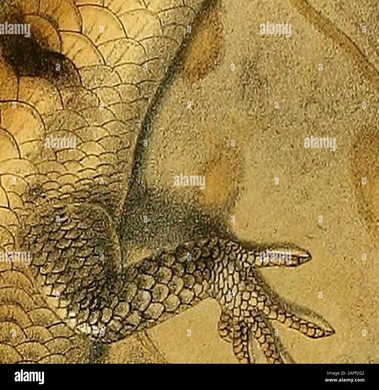 . Zoology of Egypt. resembles that of the members of the genusEumeces and not that of Scincus. The moderately pointed snout arches gentlyupwards to the vertex and is quite distinct from the flattened digging snout of thelatter genus. Its digits, moreover, are structurally different from those of Scincus, inwhich both the fingers and toes are much flattened from above downwards, so thattheir cross-section is an elongated oval, transverse in position, while the digits ofScincopus are slightly laterally compressed, and thus in transverse section present avertical oval. In Scincus, the digits are Stock Photo