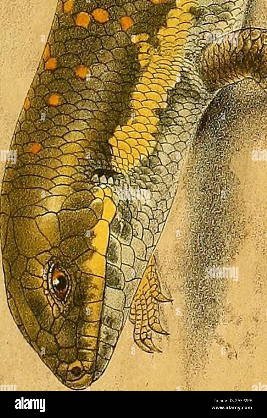 . Zoology of Egypt. •A C ffi xi CJ m 3 C/3 1 y U «o W § P w. EUMECES SCHNEIDBEI. 197 Fauna of Brit. India, Rept. & Batr. 1890, p. 219; Trans. Zool. Soc. xiii. 1891, p. 136; Boettger, Zool. Jahrb. iii. 1888, p. 918; Kat. Rept. Mus. Senck. 1893, p. Ill ; Anderson, Proc. Zool. Soc. 1892, p. 16; Herpet. Arabia & Egypt, 1896, p. 104; Olivier, Mem. Soc. Zool. Prance, vii. 1894, p. 114; Peracca, Boll. Mus. Torino, ix. 1894, no. 167, p. 9.Plestiodon pavimentahts, Lortet, Archiv. Mus. Hist. Nat. Lyon, iii. 1883, p. 187.1 ? . Marsa Matru, about 150 miles to west of Alexandria.3 J and 8 ? . Maryut Distri Stock Photo