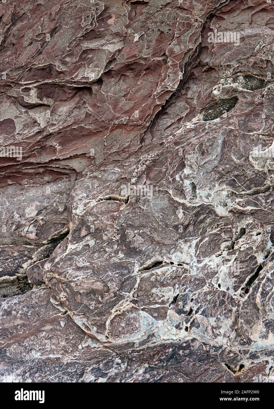 Devonian era rocks at Saltern cove south of Paignton , Devon, UK, in the UNESCO global geopark. Stock Photo