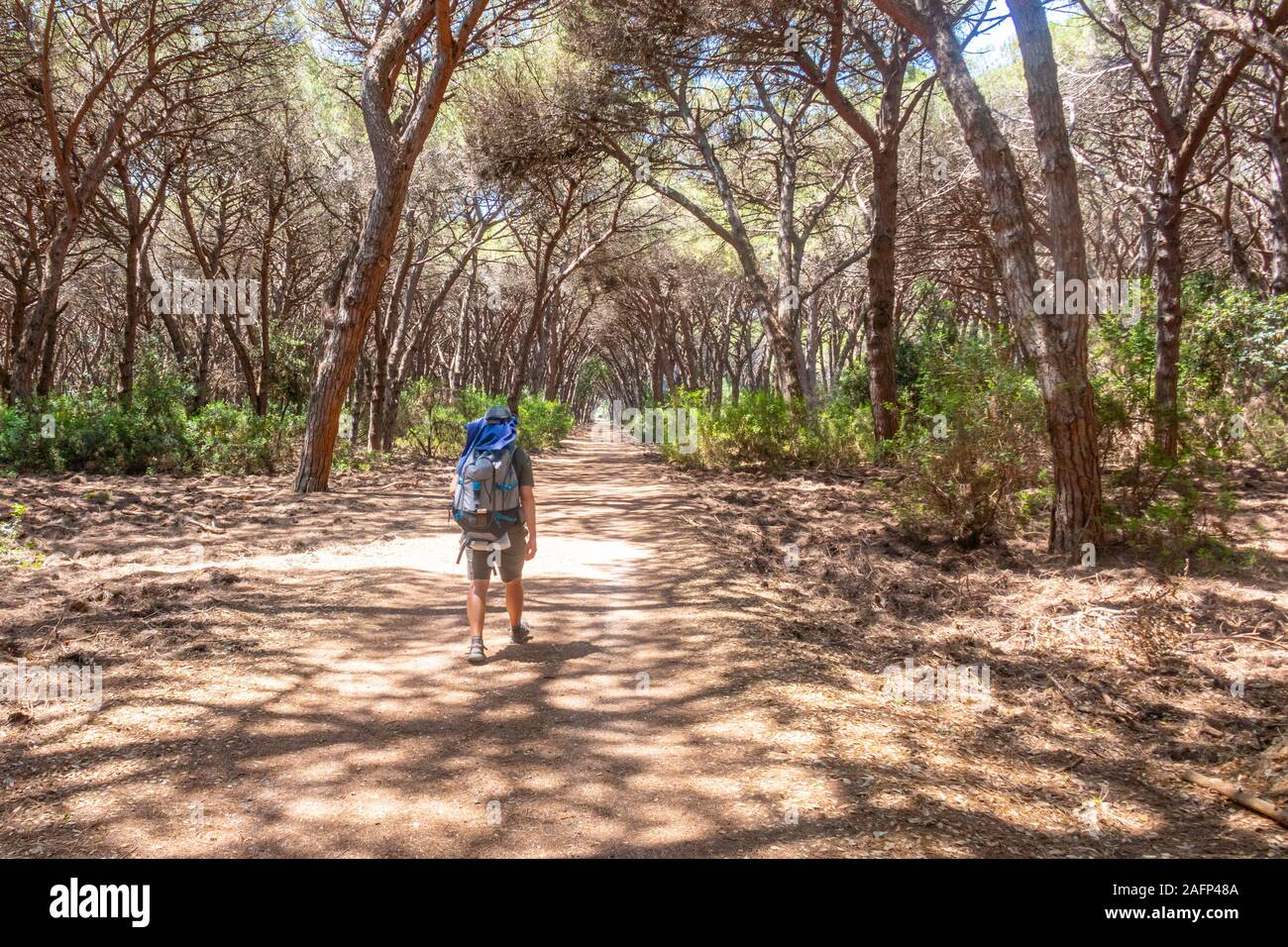 Lonely walking traveler inside a pine wood in Orbetello in Tuscany Stock Photo