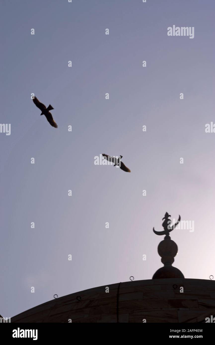 BLACK KITES Milvus migrans circling over the dome of the Taj Mahal, Agra, India. Stock Photo