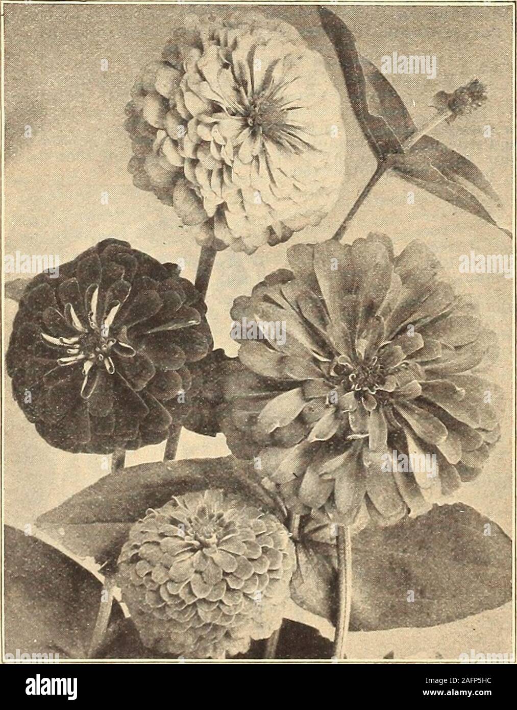 . Currie's farm and garden annual : spring 1916. curries mammoth verbena. WALLFLOWER, A plant much esteemed for its rich, fragrant flowers. H. H. P. Pkt. 10 LAItGE FLOWERING ZINNIA. Double—Finest Mixed 10 Single—Mixed Blood Red—Single 5 Belvoir Castle—Beautiful single, yellow. Annual Wallflower—An annual variety of the old garden favor-ites, which if sown in spring can be had in flower by July.The flowers have all the rich fragrance of the old sorts. Mixed colors ZEA 3IAIZE—Striped Japanese Corn.An ornamental species of corn, the leaves being beautifully striped with white and green. H. H. A. Stock Photo