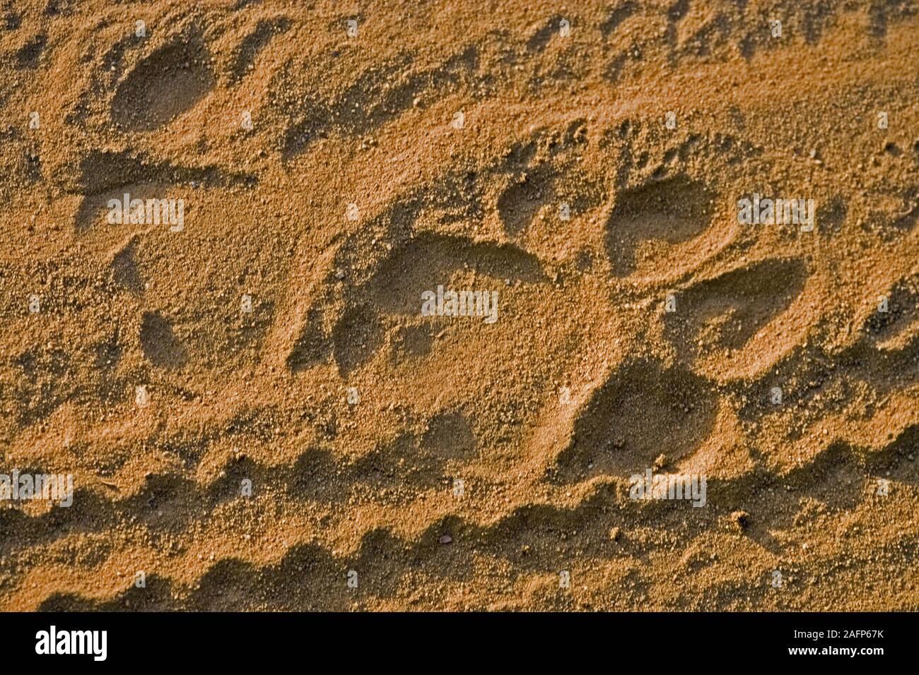 BENGAL TIGER (Panthera tigris tigris). Footprints in sand of vehicle track Ranthambhore National Park, Rajasthan, India. Stock Photo