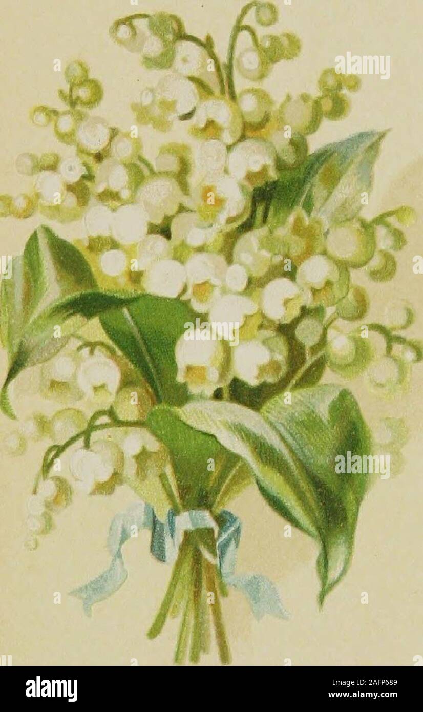 Violet language flowers hires stock photography