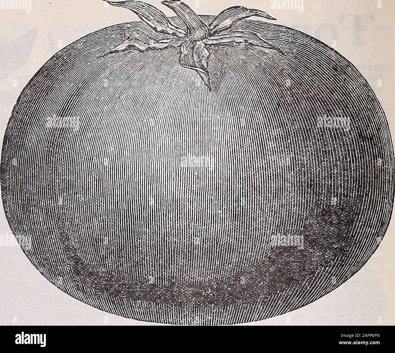 . 1915 annual catalogue. Stone Tomato. Stone—A large red tomato and one that can be recommendedgenerally for all purposes, whether home use, market, orcanning. It is especially desirable for late planting. As thename indicates, it is very solid and firm; large size, ripensevenly, and is a good keeper. Pkt., 5c; Yi oz., 15c; 1 oz.,25c; 2 oz., 40c; *4 lb., 70c, parcel post paid. Baltimore Queen—Color a rich glossy pink; a very heavjrcropper; fruit large, firm and heavy. It averages 8 to 10fine tomatoes in a cluster; ripens evenly up to stems; not.subject to blight. Pkt., 5c; Yi oz., 15c; 1 oz., Stock Photo