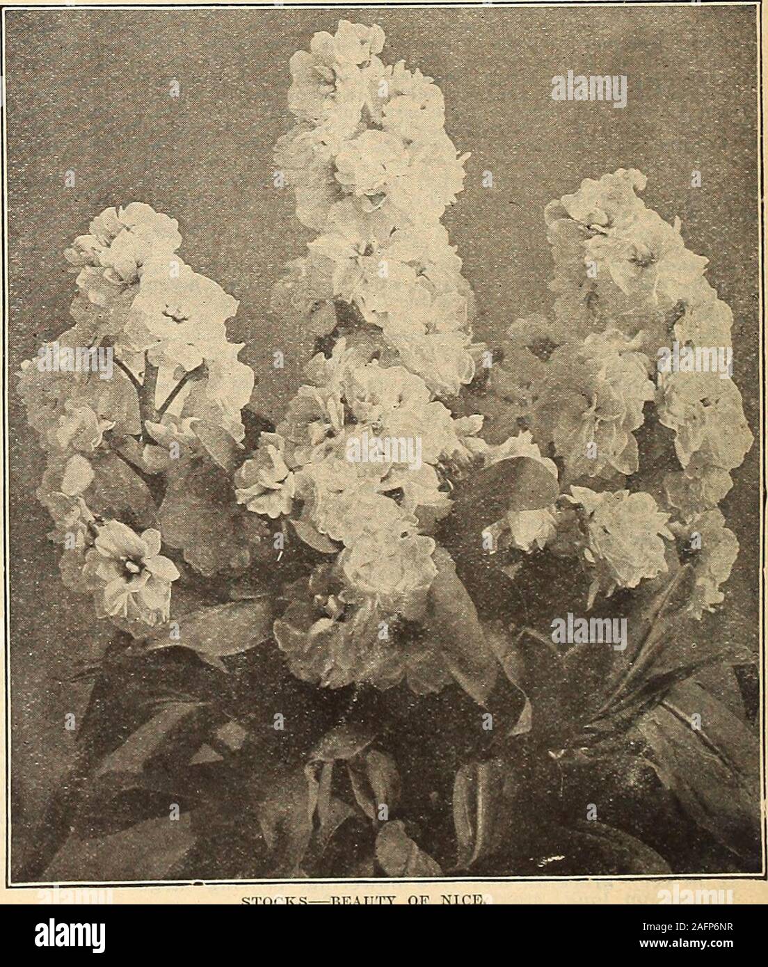 . Currie's farm and garden annual : spring 1916. early and lateflowering. The plant throws up a gigantic mainflower spike, bearing blooms of large size, beautifulin form and of delightful shades of color. It is ex-ceptionally early and can be had in flower 12 to 15weeks from time of sowing. We offer the followingvarieties and colors. Pkt. Abundance (Carmine-rose)—A wonderfully free-flowering new type. Flowers largely double andvery fragrant. The plant grows to an immense size, branching remarkably 15 Canary Yellow—H oz. 50c 10 Crimson King—Vs oz. 50c 10 Peach Blossom—Vs o. 50c 10 Pink (Davbre Stock Photo