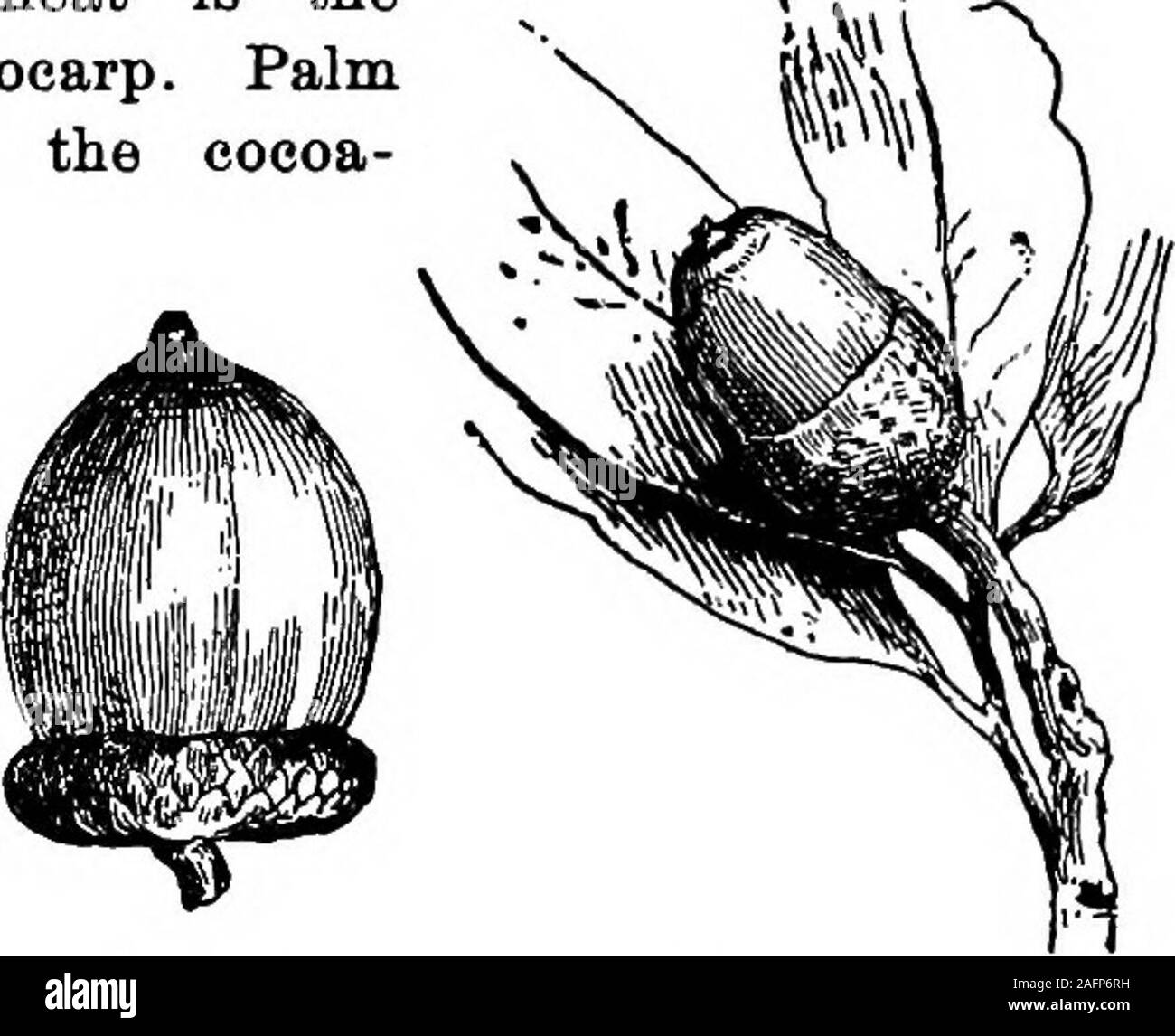 . Lessons with plants. Suggestions for seeing and interpreting some of the common forms of vegetation. Fig. a86. Pio. 287. FiQ. 288. Fig. 289. Scarlet oak. Black oak. Bed oak. Live oak nut tribe each carpel is 1-ovuled. The marks of the threecarpels may be seen on the ripe nut, but only one ovule de-velops into a seed (408a). 333. In all the above instances, it is plain thatthe reinforcing structure is the perianth, usuallya calyx. If the pupil will diligently examine thefruits of common herbs and bushes and trees,he will soon find that a persistent calyx is fre-quent. 284 LUSSOJVS WITH PLANTS Stock Photo