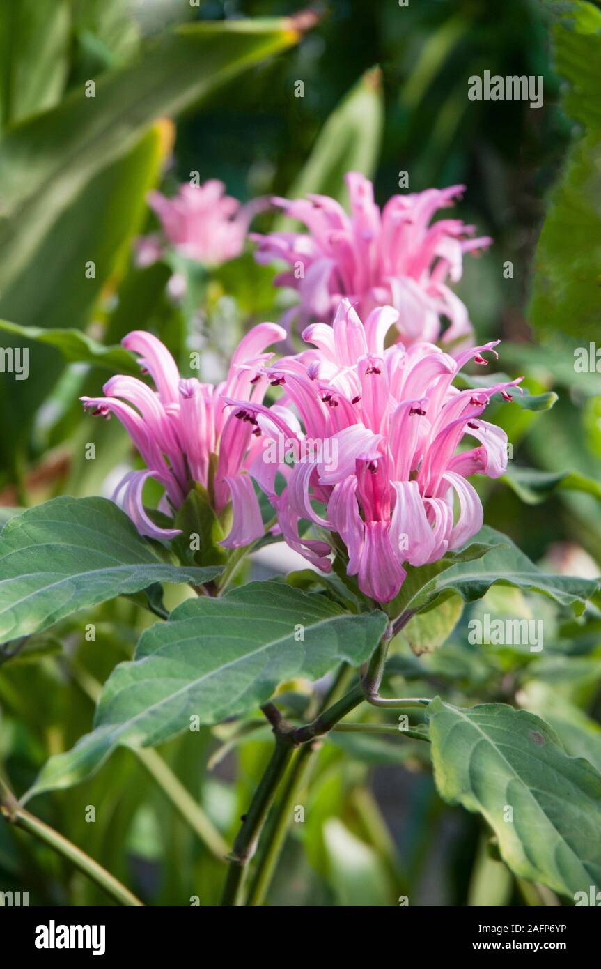Justicia carnea (Kings Crown). An evergreen perennial shrub that has pink flowers in summer and autumn and is frost tender. Stock Photo