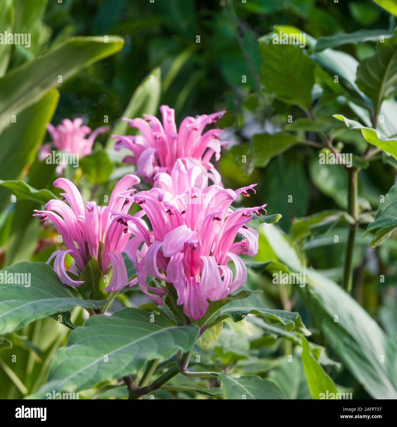 Justicia carnea (Kings Crown). An evergreen perennial shrub that has pink flowers in summer and autumn and is frost tender. Stock Photo