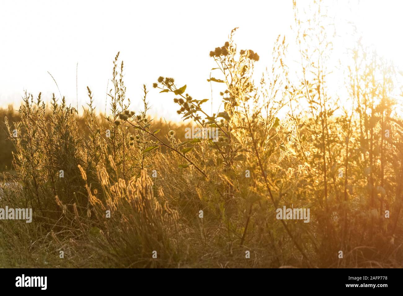 Wildflowers at sunset hi-res stock photography and images - Alamy