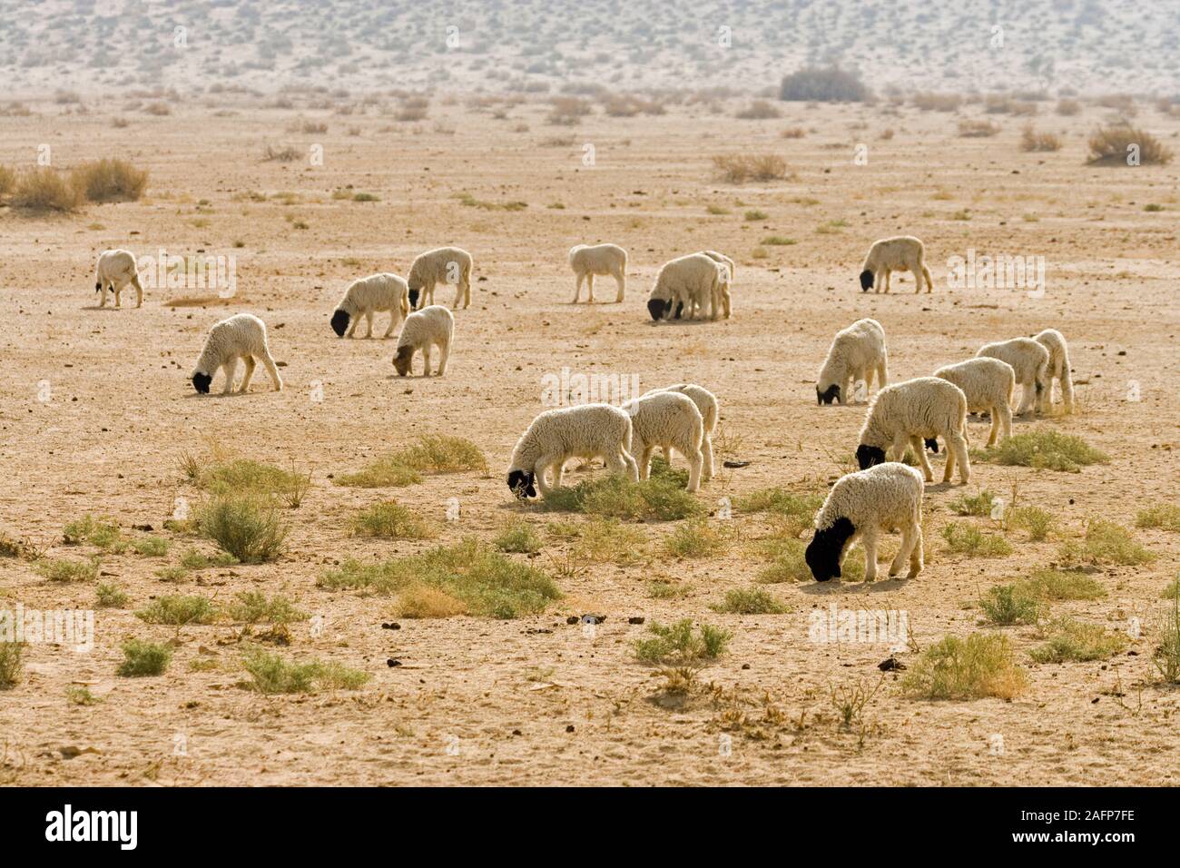 DOMESTIC SHEEP (Ovis aries).  Flock, grazing. Thar Desert, Rajasthan, India. Stock Photo