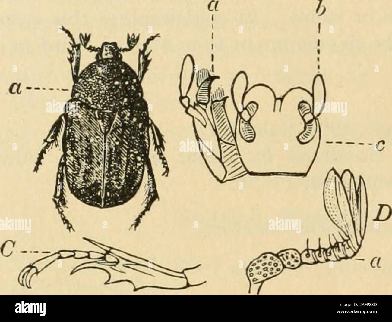 . A manual of dangerous insects likely to be introduced in the United States through importations. nder bark above the ground, causing reddening of plant. (See text fig. 102.)Pentodon punctatus Kirby; Europe; Africa; larva destructive to roots.Oxythyrcafunesta Poda; Italy; damages leaves. Tenebrlonldse. Blaps mibcronita Latreille; Italy. Entochiralateralis Boheman; Java. (See Sugarcane.) Gonocephalurn intermedium Fischer; Bessarabia; causes stunted growth by boring. Gonocephalum acutangulum Fairmaire; Java;^ j^ bores in stalks: O. (Opatrum) pusillum Fab- ricius; Europe; borer.Pedinusfemoralis Stock Photo