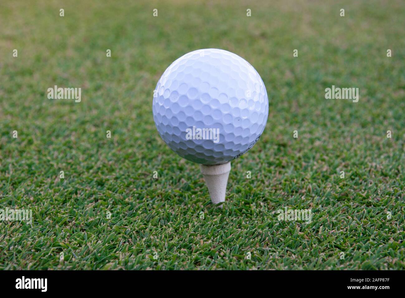 golf ball on tee pegs ready to play in the golf course Stock Photo