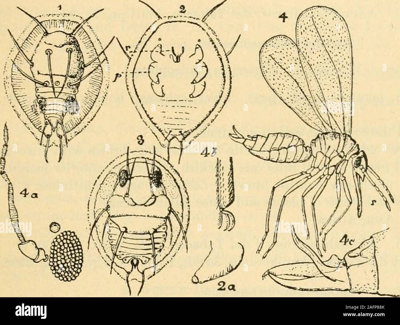 Wharf Insect . A manual of dangerous insects likely to be introduced in the United ...