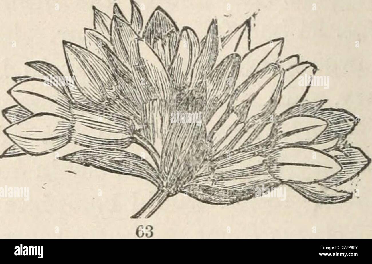 coiled cyme plants coiled cyme plants
