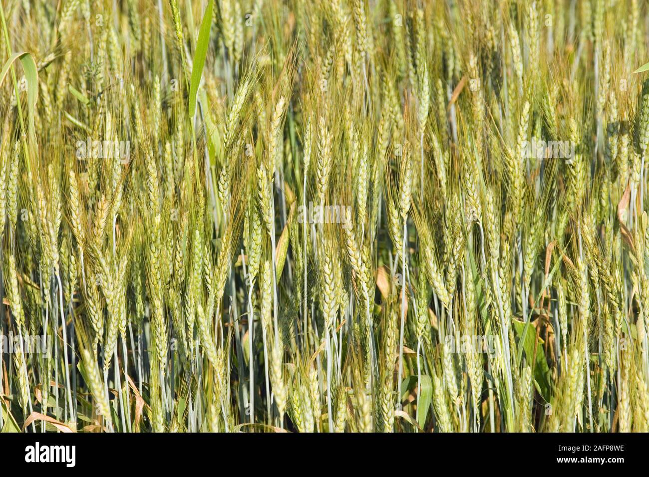 Wheat panicle hi-res stock photography and images - Alamy