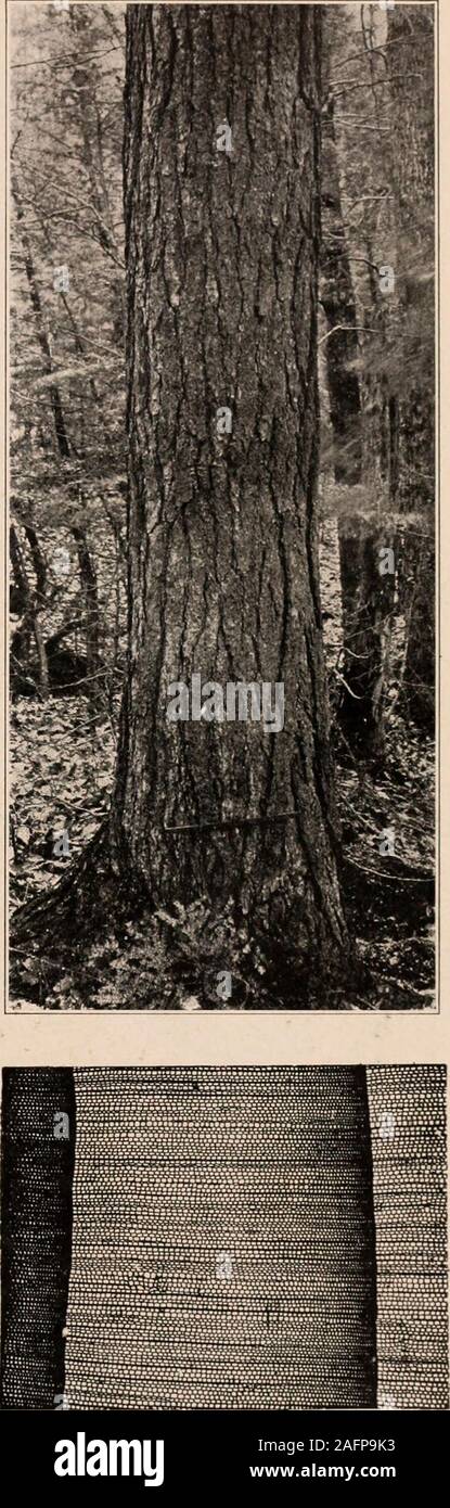 . Handbook of the trees of the northern states and Canada east of the Rocky mountains. Photo-descriptive. CAROLINA HEMLOCK. Tsuga Cawliiiiana Engelm. Stock Photo