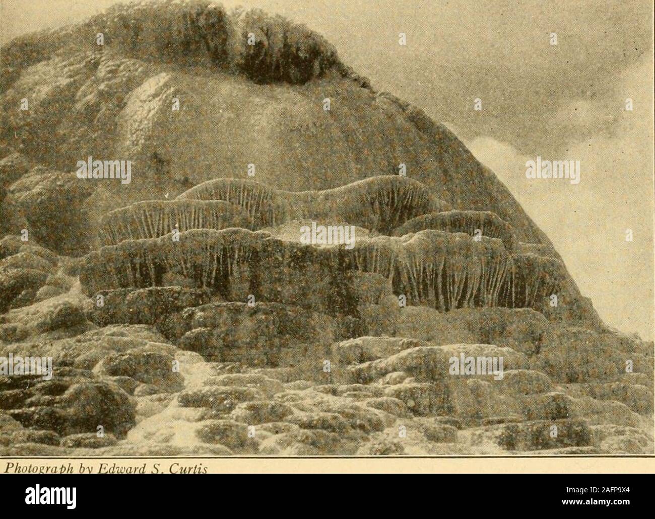 Ished Tree High Resolution Stock Photography and Images - Alamy