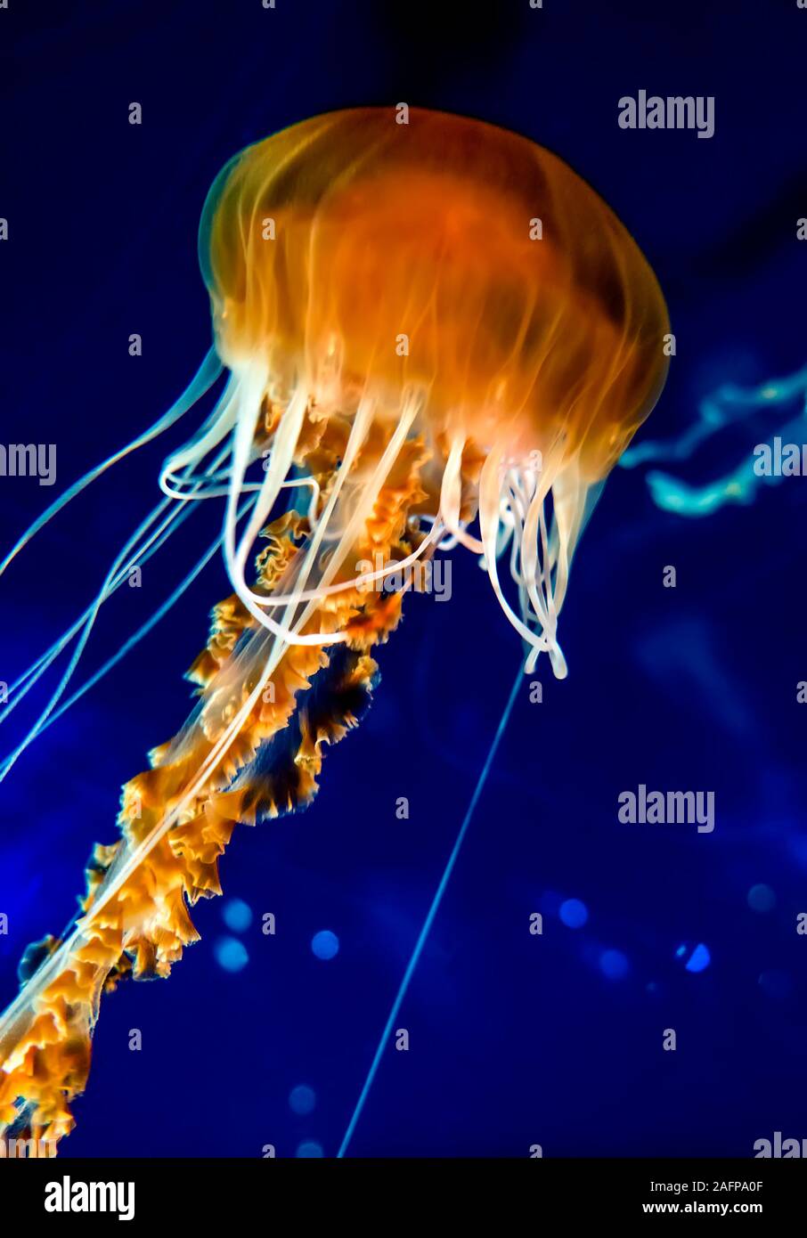 Pacific Sea nettle jellyfish Stock Photo
