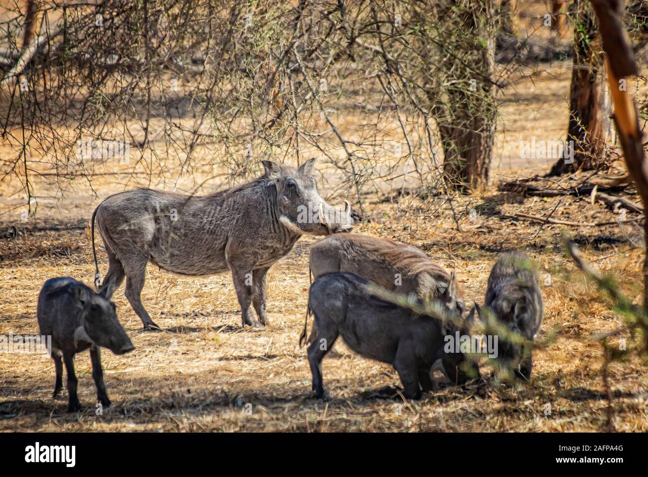 African water hog hi-res stock photography and images - Alamy