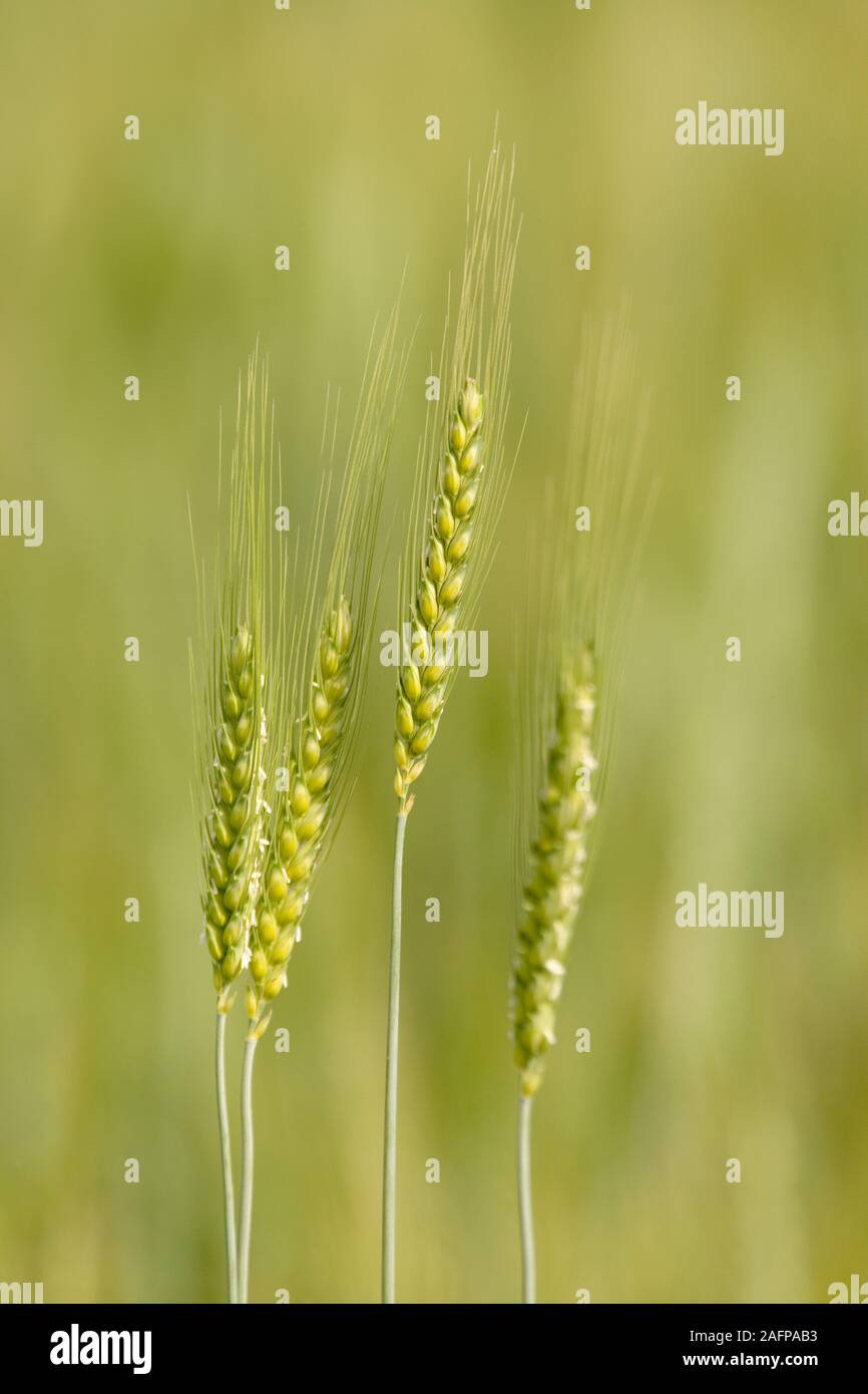 BARLEY CEREAL CROP ripening panicles or seed heads Rajasthan, India