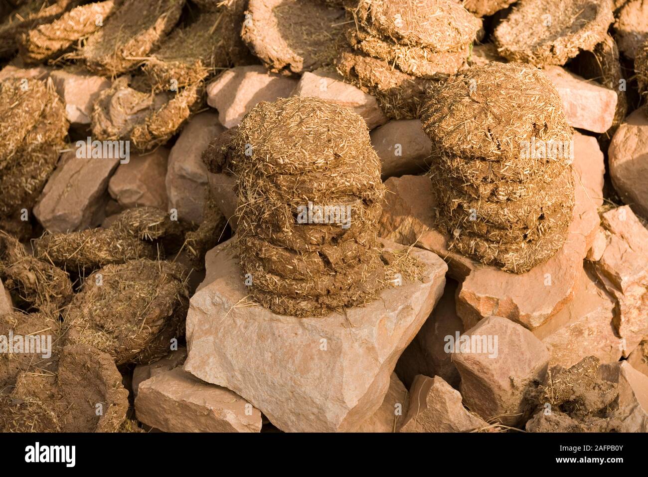 DUNG from Cattle (Bos indicus) and Water Buffalo (Bubalus bubalis).  Made into 'cakes' for fuel to burn. Assembled piles, sun drying  on a stone wall. Stock Photo