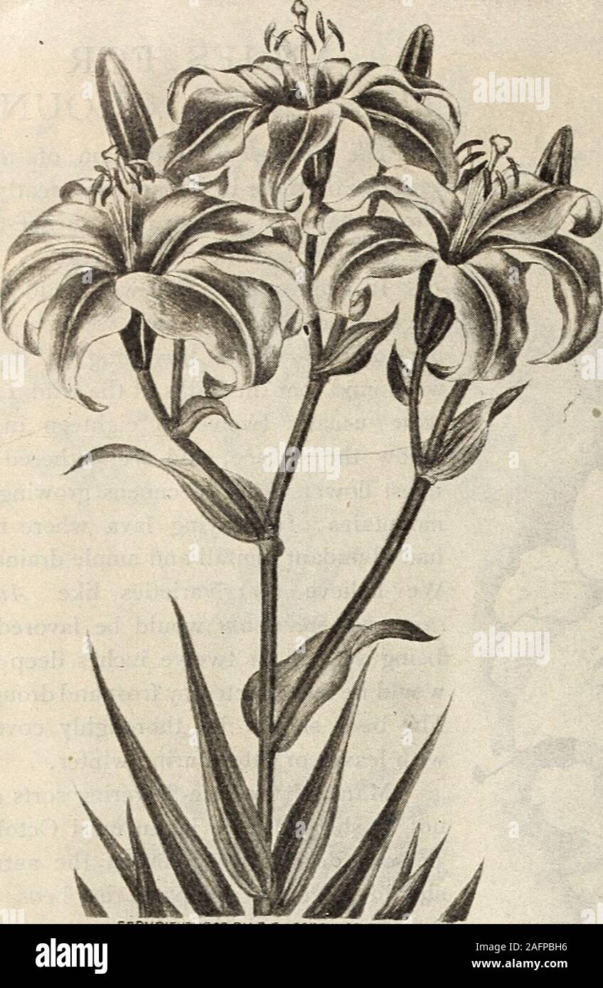 . Bulb catalogue 1904. wers -T5 I-S° °-°° Chalcedonicum. (Scarlet Turks Cap.) Brilliant scarlet recurved flowers; height, 3 feet; blooms in June .5° 5-°° 36-°° Colchicum. (Monodelphum or Scovitzianum.) Beautiful golden yellow, spotted with black; height, 2 feet; superb sort -6o 5.50 35-°° Concolor. Brilliant scarlet with black spots; 2 feet -io 1.00 500 Elegans, Thunbergianum, or Umbellatum. These vary in color from yellow to orange-crimson, usually with black spots. From eight to twelve flowers are produced on each stem; height, about 2 feet. They bloom in June and July, are exceedingly hardy Stock Photo
