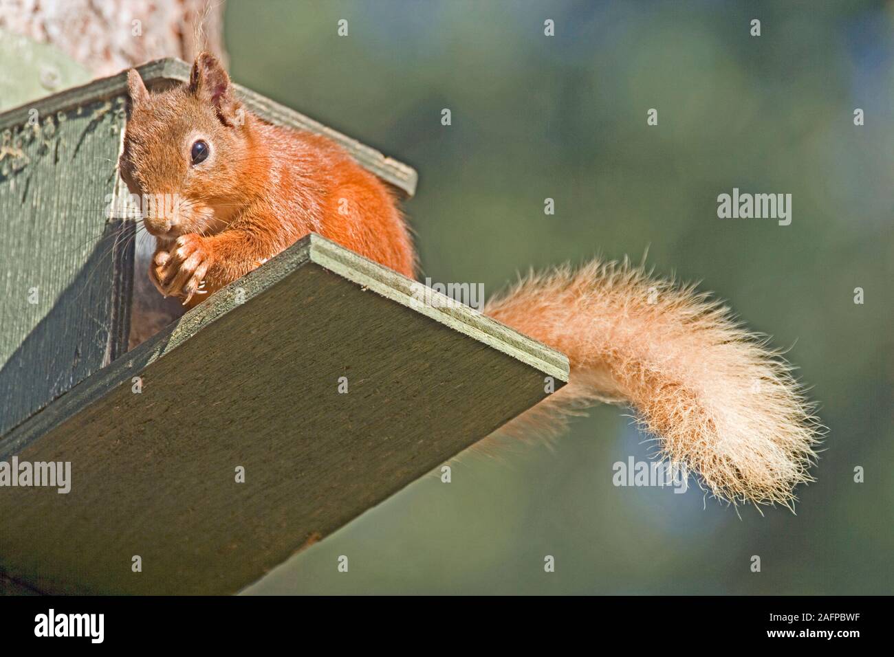 RED SQUIRREL (Scurius vulgaris). Feeding from a garden food hopper. Scotland. Stock Photo