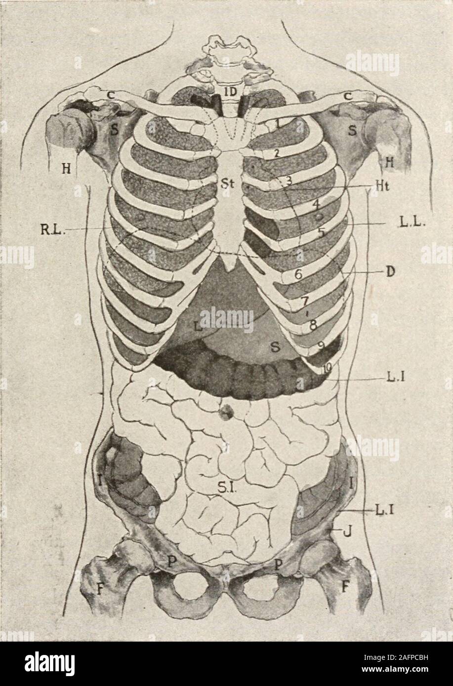 . The animans and man; an elementary textbook of zoology and human