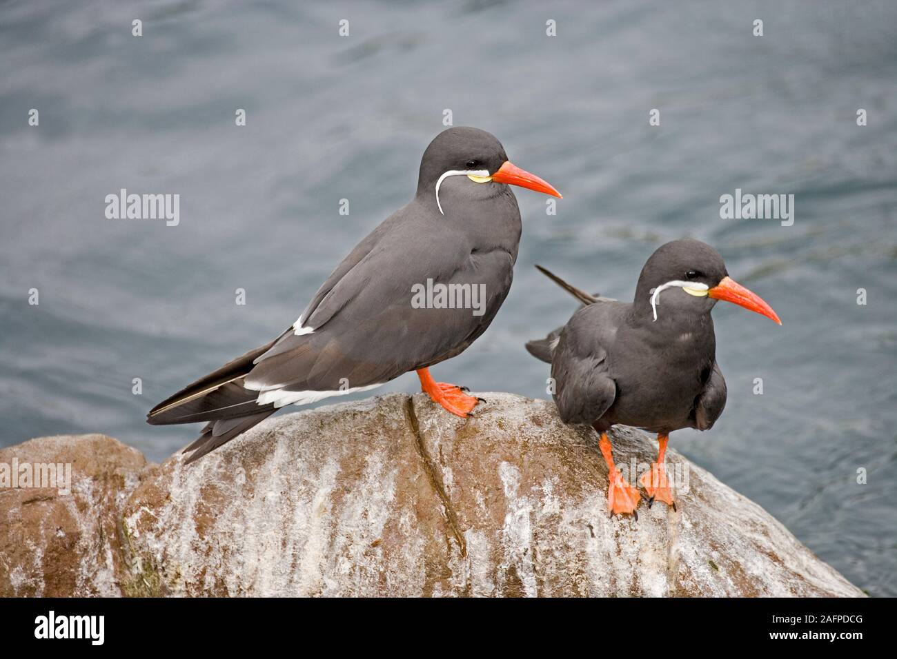 INCA TERNS (Larosterna inca ). Native to coasts of Peru and Chile. Stock Photo